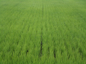 090627_rice field.jpg